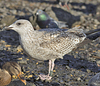 1cy argentatus in August. (62968 bytes)